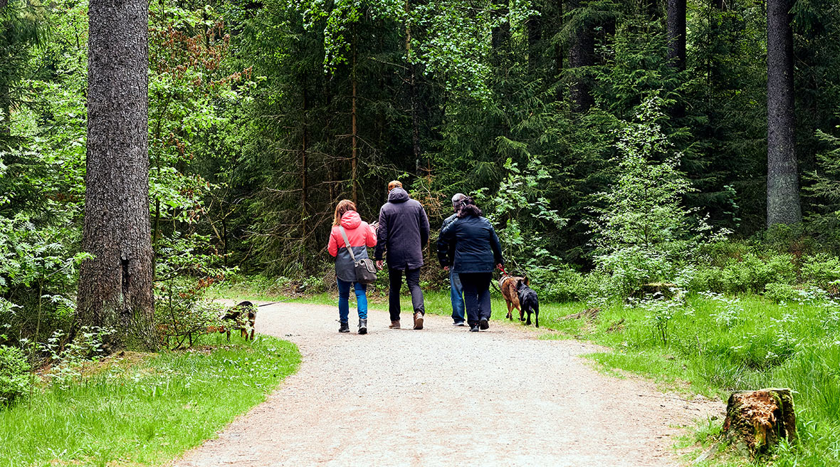 Multi generation family walking in a line past a trees in a forest with three dogs